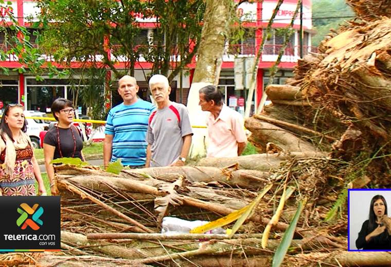 Vecinos lamentan la tala de árboles en el parque de Turrialba | Teletica