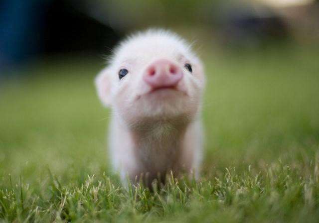 Mini cerdito