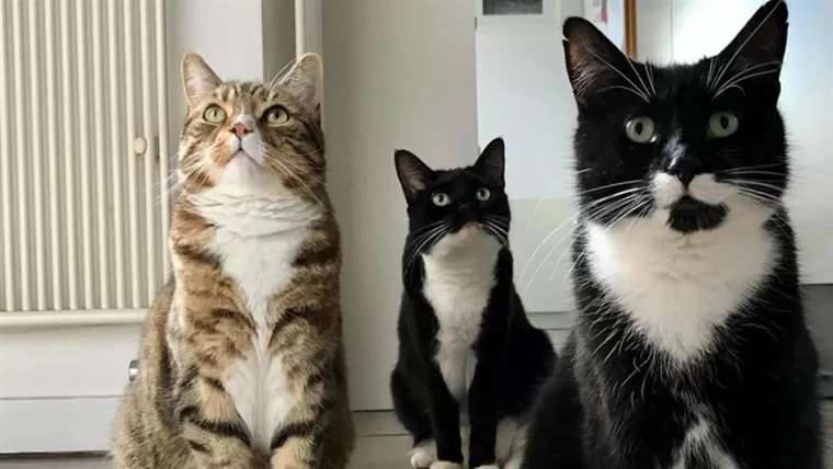 10 razas populares de gatos y sus temperamentos | Teletica