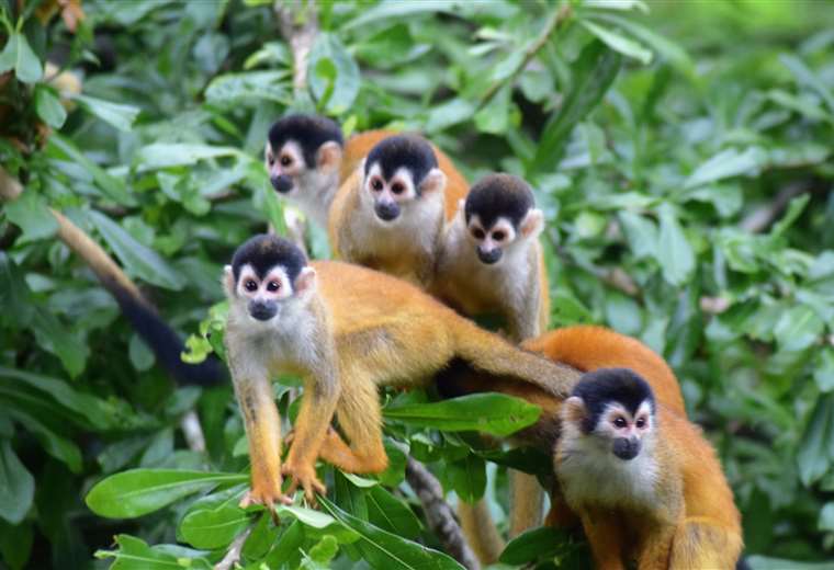 Día Nacional de los Parques Nacionales y sus especies